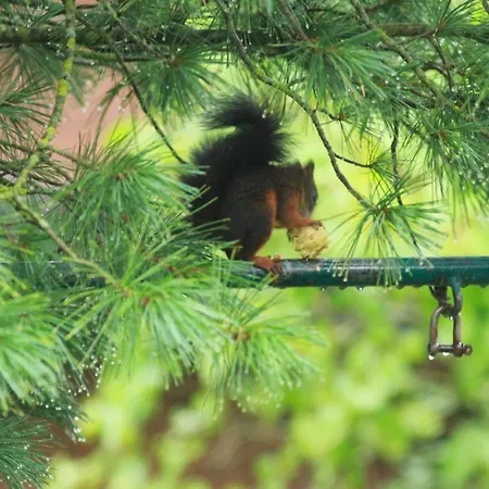 Готель типу 