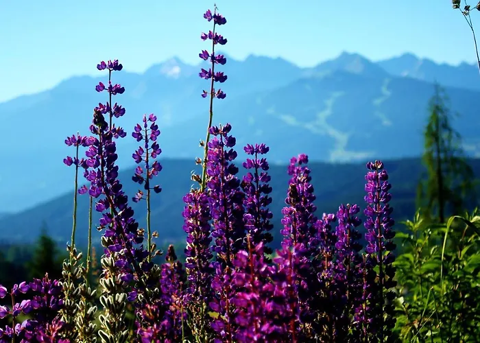Haus Friedeck Ramsau am Dachstein